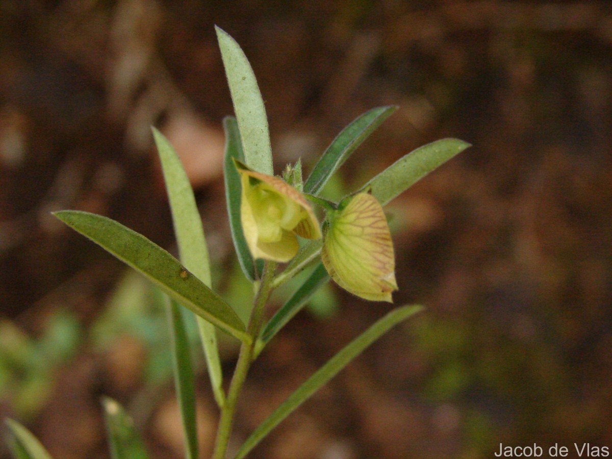 Polygala javana DC.